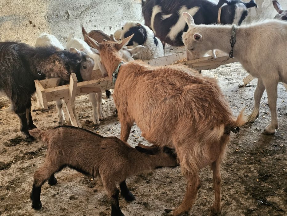 Vand capra cu iadeuta