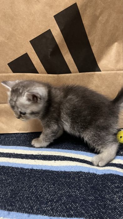 Шотландский котенок
