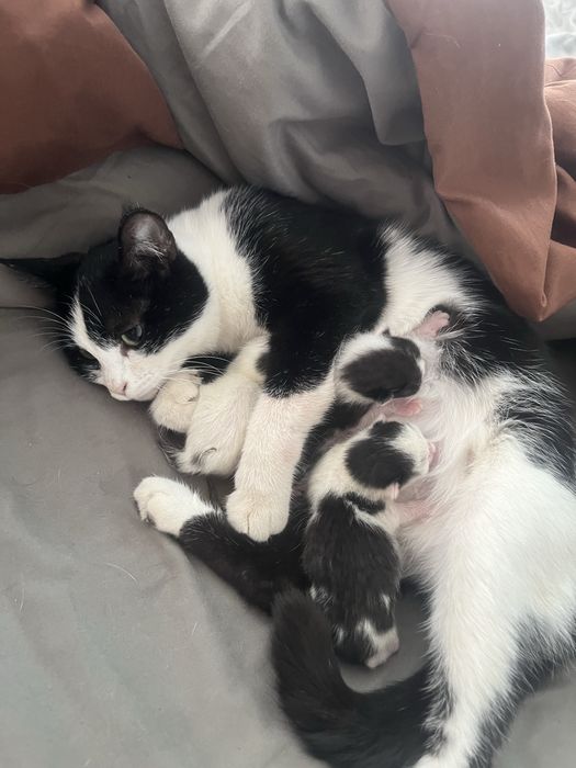 Котяты беспалатно