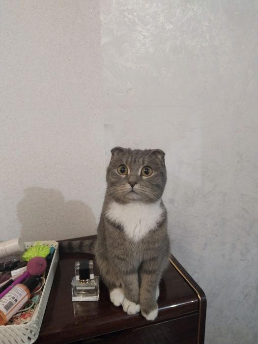 красотка ищет жениха