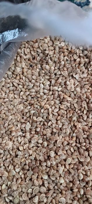 Семена Эспарцета