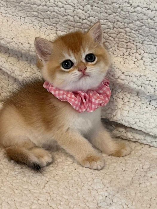 Fetiță delicată british shorthair golden chinchilla! Pedigree WCF. Felisă autorizată