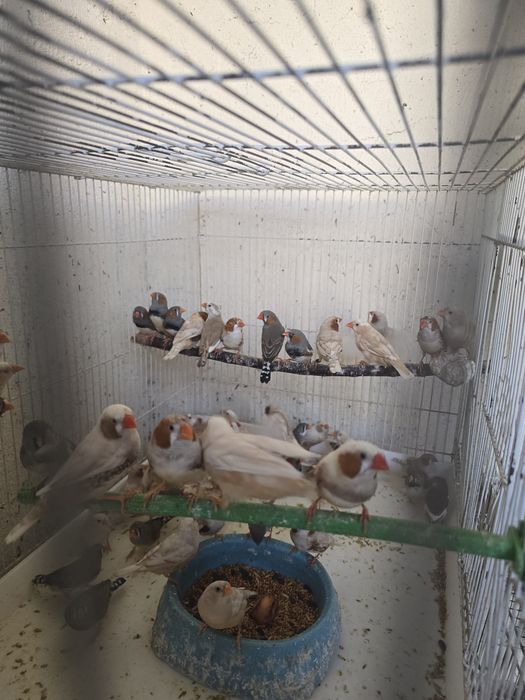 Амадинчики амадинчики