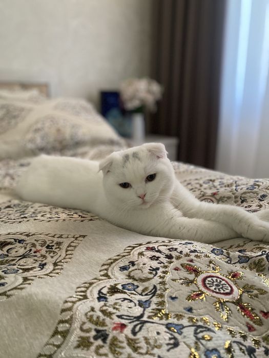 Срочно продаётся кот!