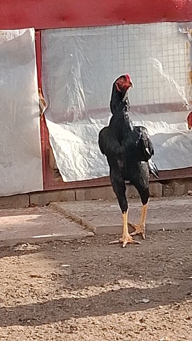 Бойцов, дакан.,.