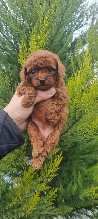 Пудел той пуделче