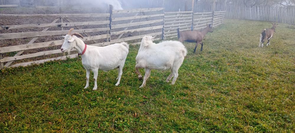 Vând Țap Rasa Saanen