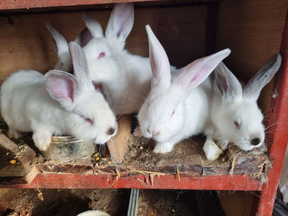 Iepurii transilvanean