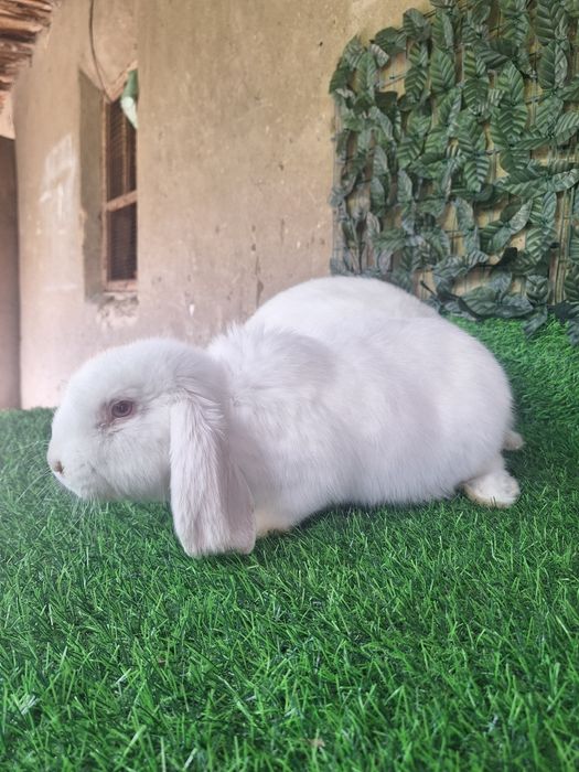 французский баран