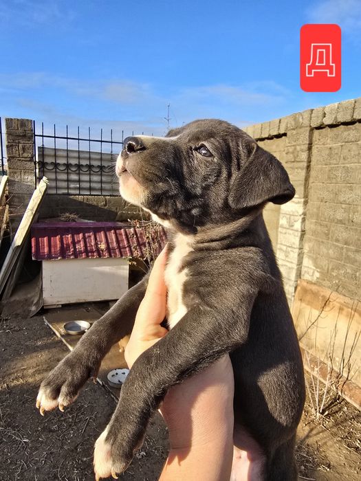 Продаются щенки питбуля