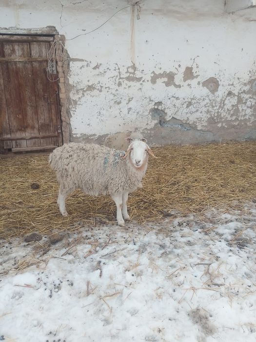 Кой токты марка ешкі лак сатылады