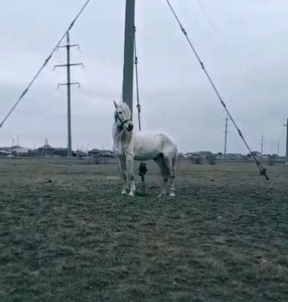 Айғыр сатам немесе бартер қарастырам