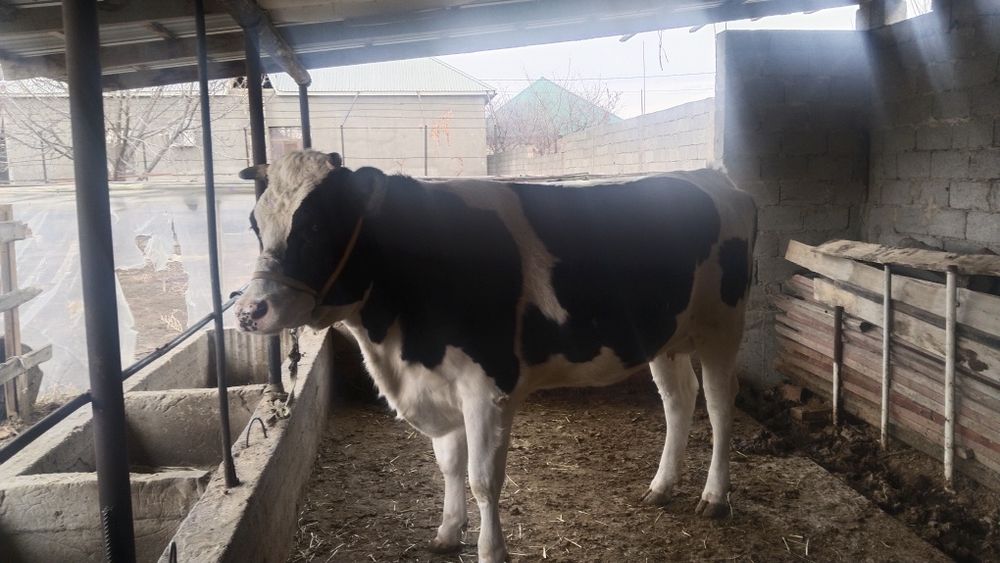 Парода Галштейн Сиыр сатлады