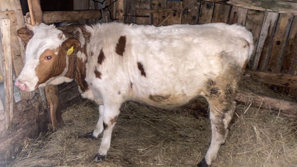 Продам годовалую телку