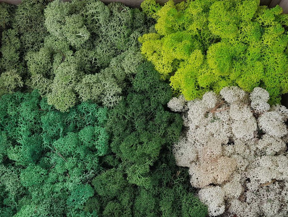 Скандинавски мъх 6 лв. за 100 г.