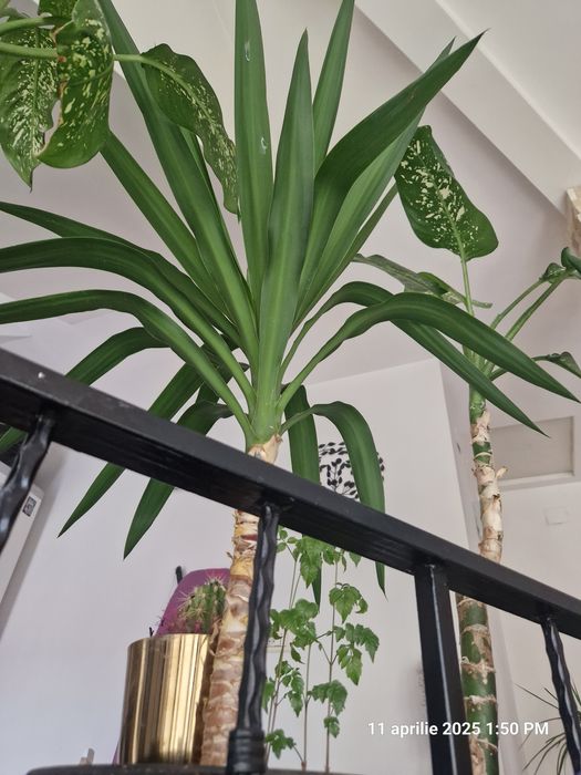 Dieffenbachia,Yucca,Palmier curmal,Tuia,Smochin