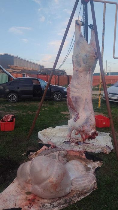 говядина туша бычок свежее мясо