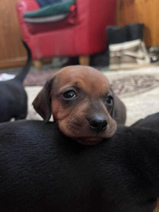 Catel Teckel Dachsund