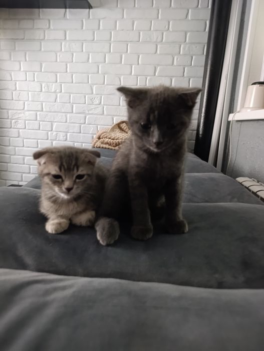 Британские котята