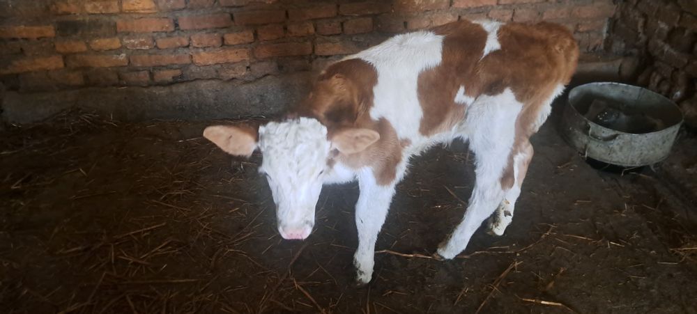 Vand vitel baltat românesc