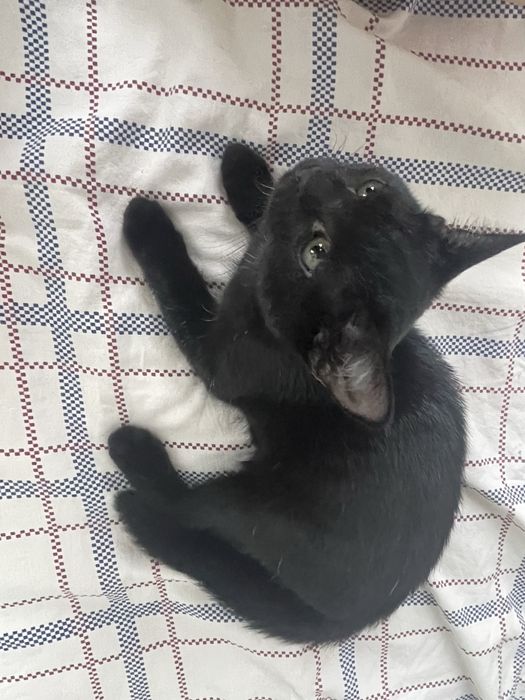 Котенок девочка, породистая