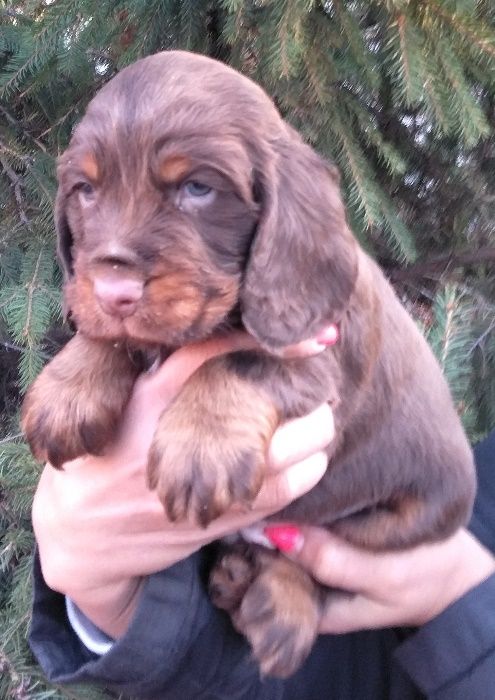 Шоколады щенки!