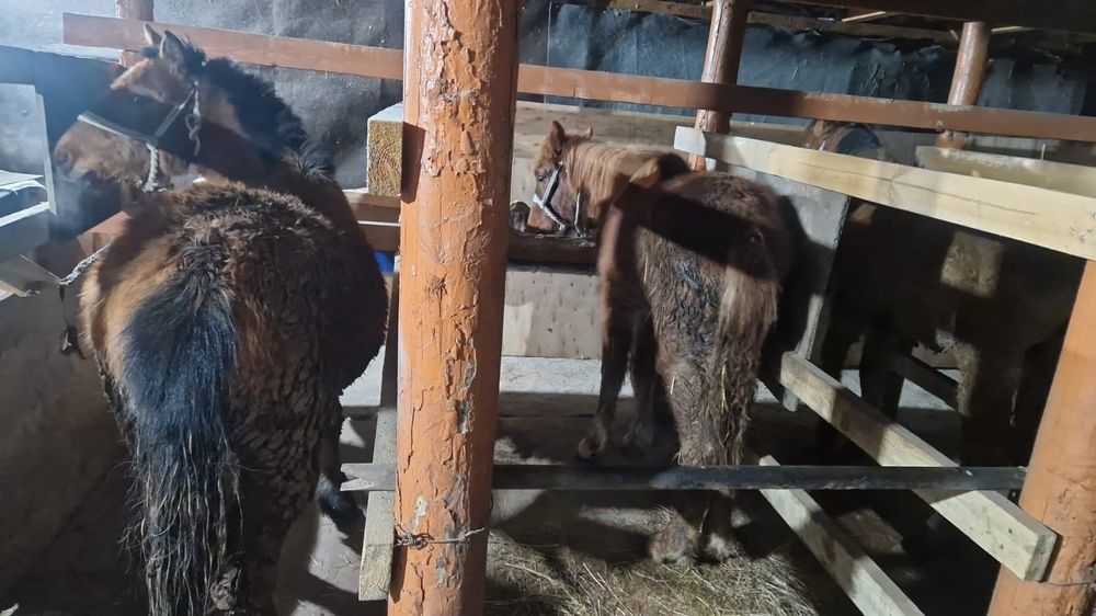 Тай жабағы сатылады