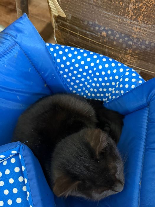 Кошка в добрые руки