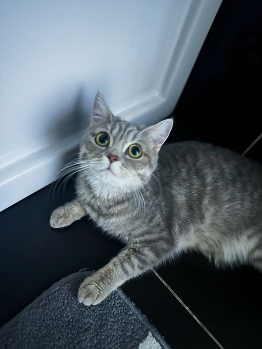 •Продается серебристая шиншила