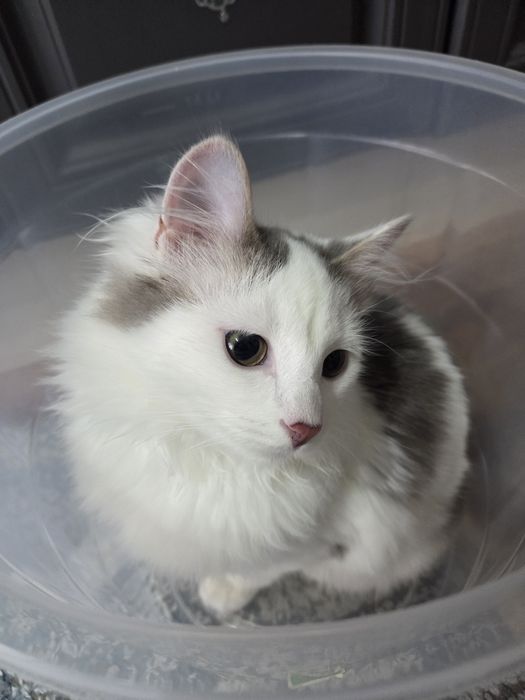 Киса  в добрые ручки.