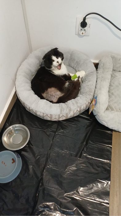 A doua sansa pentru Sasha! Pisica pentru adoptie