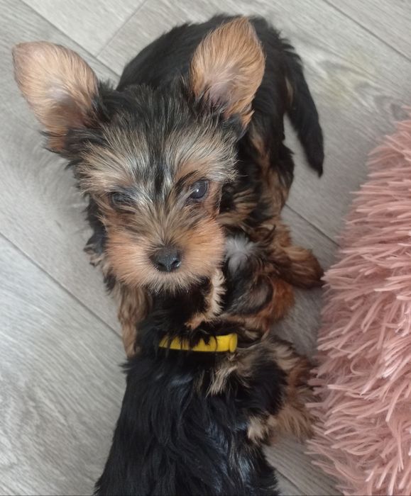 Продам щенков йорка с прививками