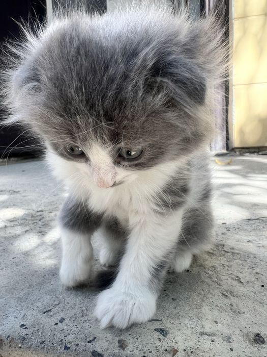 Марғау, котенок девочка вислоухая