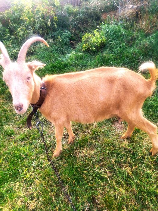 Vand sau schimb doua capre