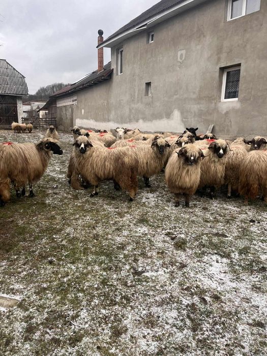 Oi breze de vânzare