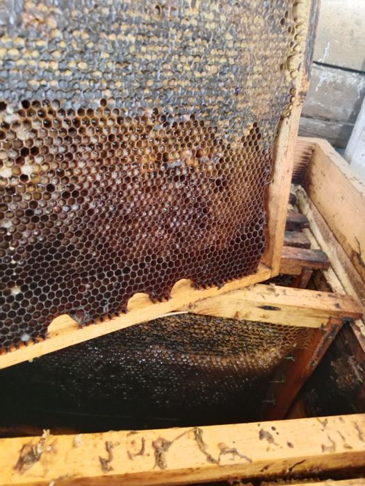 Рамки вошиной для пчел