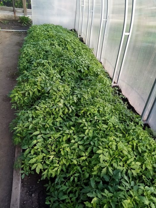 Продам рассаду помидор дёшево