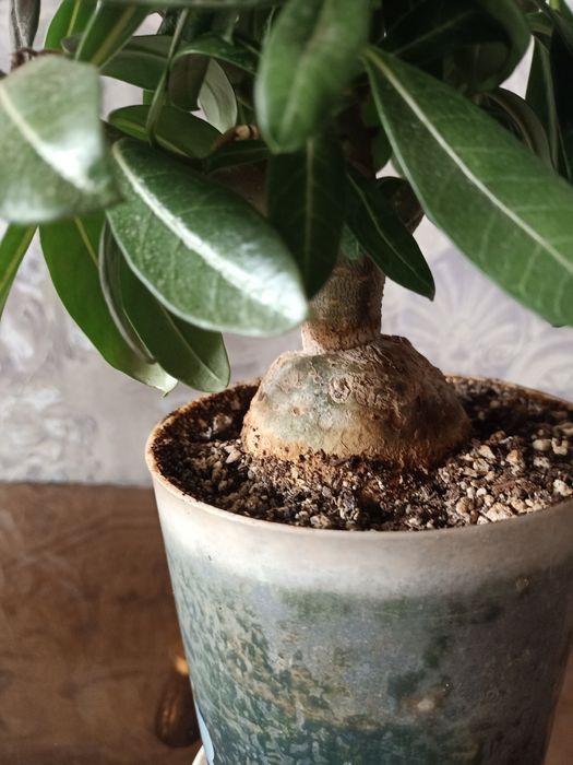 Комнатные цветы, адениум