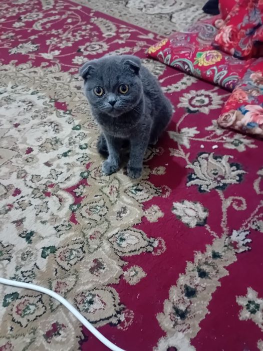 продается кот шотландский домашний