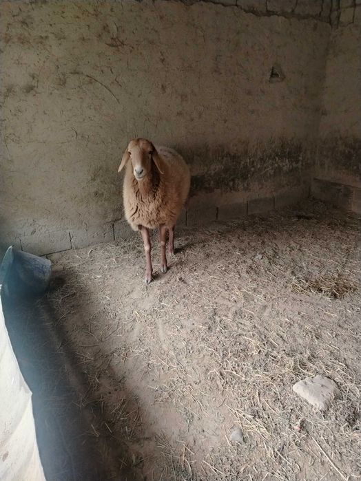 Arashay qo'y sotiladi