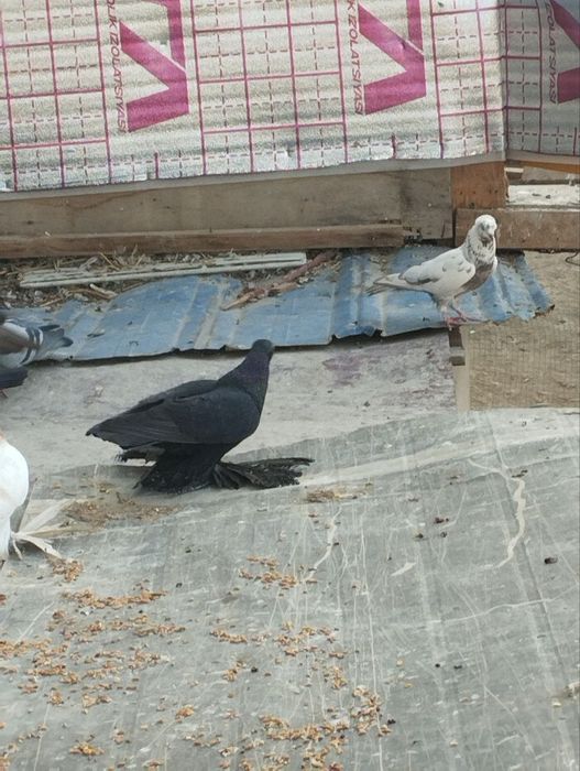 Kaptarla sotiladi optom