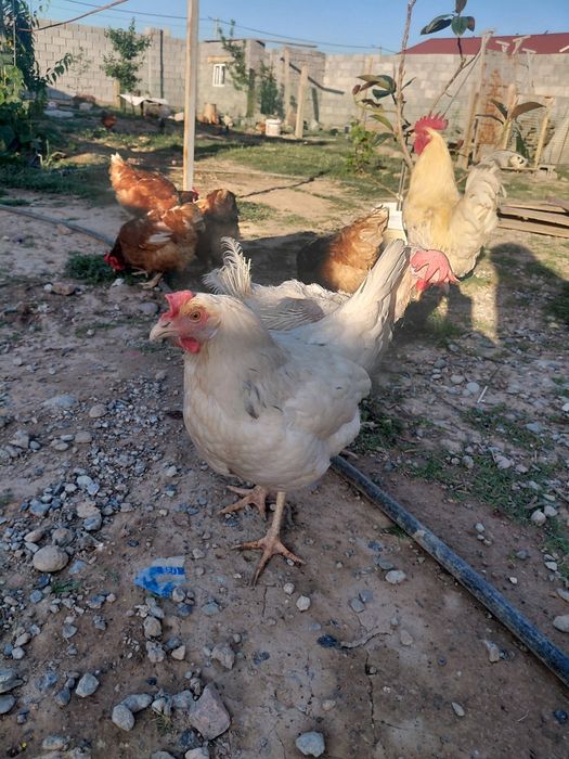 Продам несушка несушки8