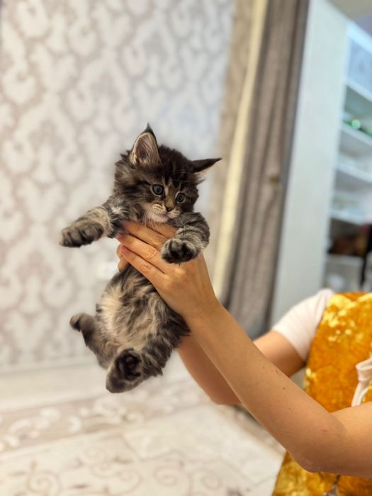 Мейкун котенок 1,5 месяца