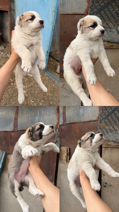 Крепкие щенки алабая, девочки, привиты.