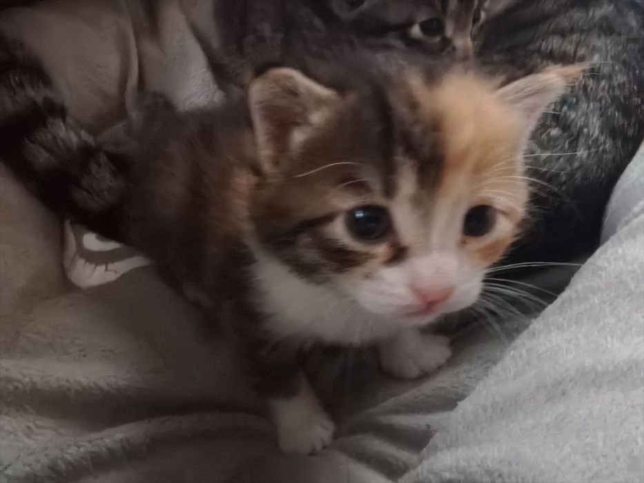 Отдаем котят в хорошие руки!