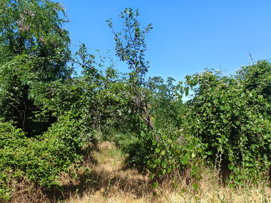 Дворно място с. Славейково
