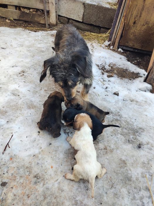 Отдам даром шенков