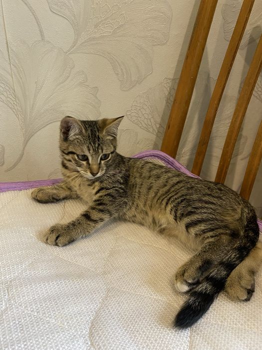 Отдам котят в доьрые оуки