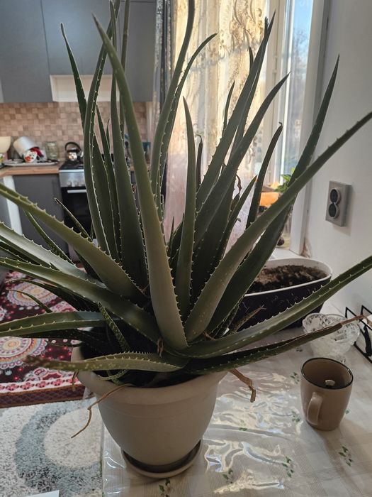 Продам алое вера