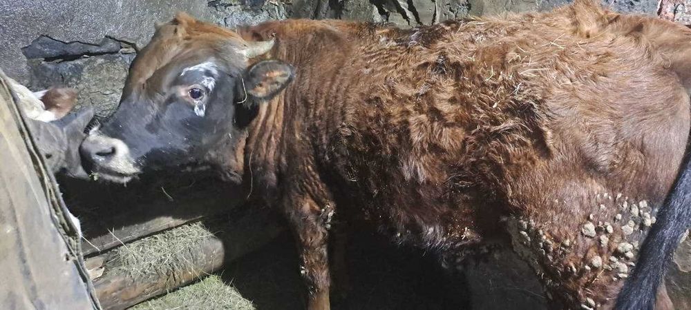 бык и телка 1 год